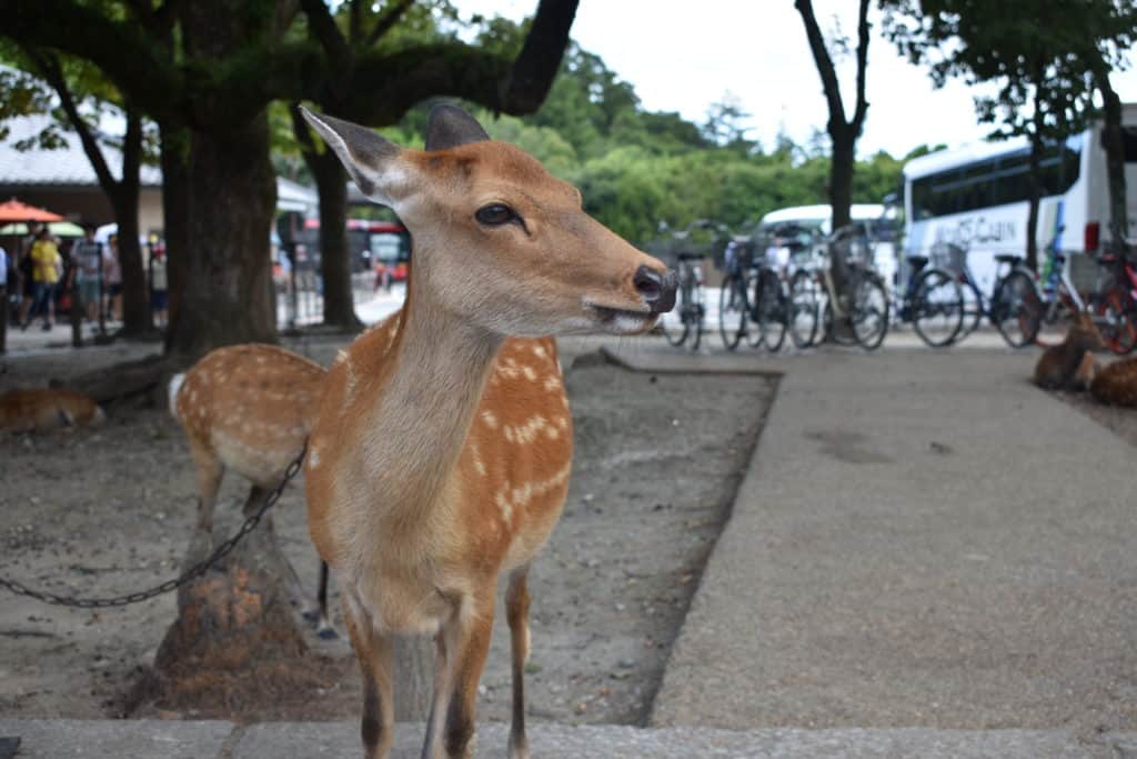 One of the adorable deer that freely walk around Nara Park