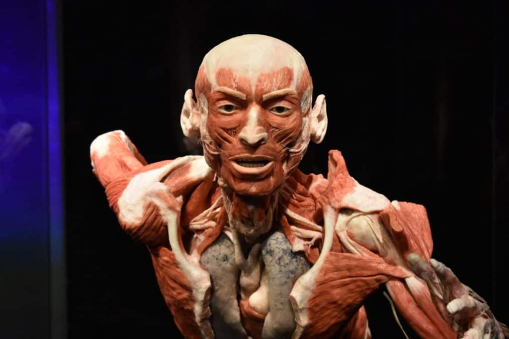 One of the human bodies of the Körperwelten exposition in Berlin